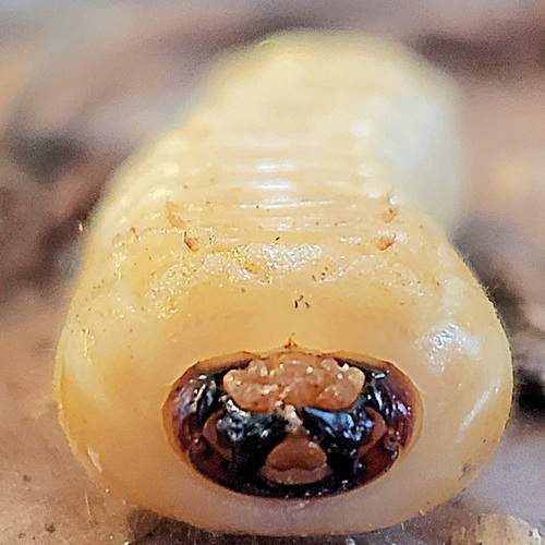 Photo #11963628