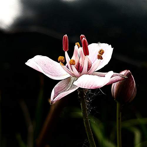 Photo #11964277