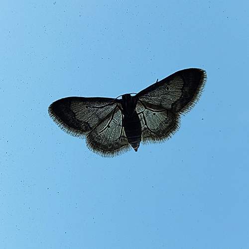 Photo #11964279