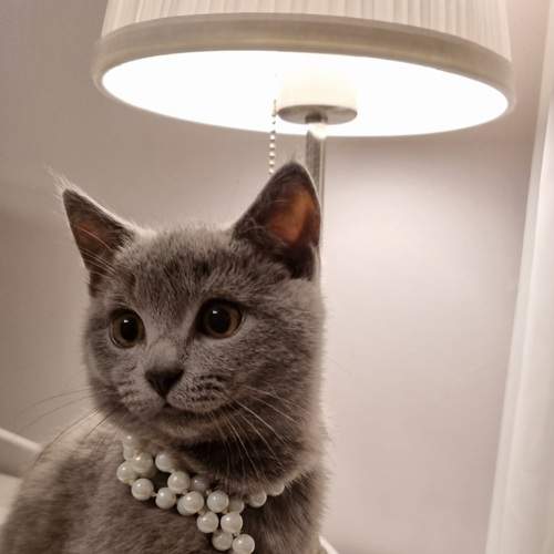 Photo #11965078