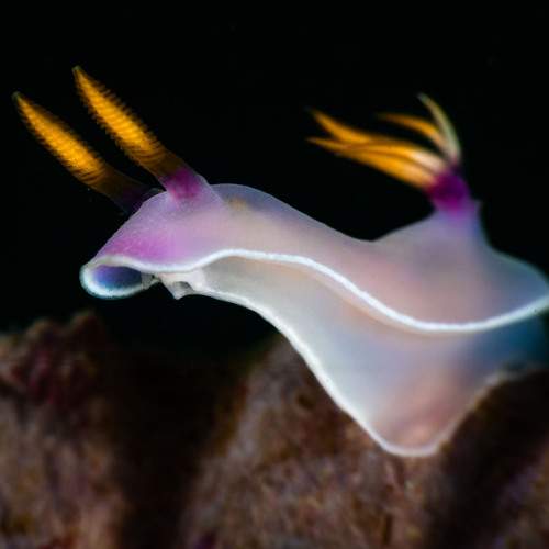 Hypselodoris bullokii