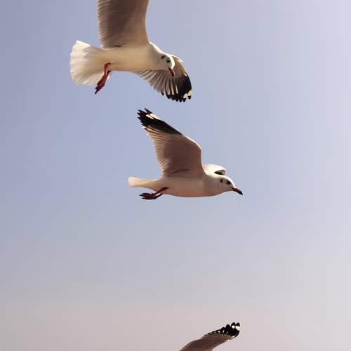 Photo #11968011