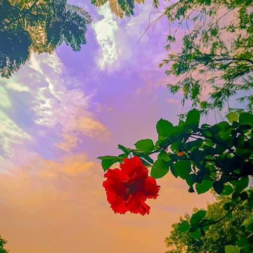 Dreamland