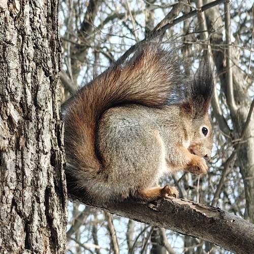 Squirrel