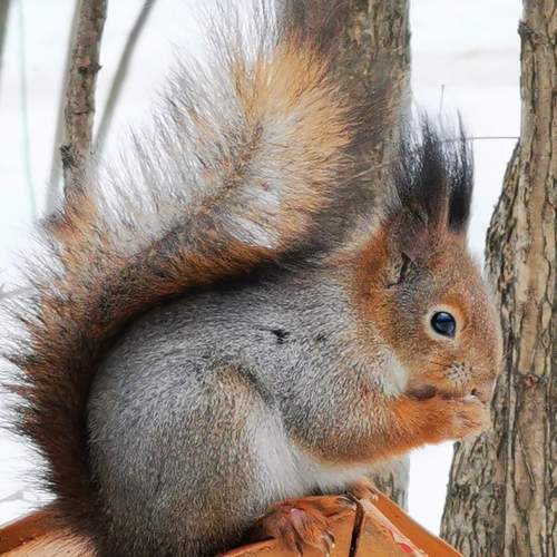 Squirrel