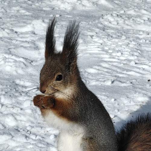Squirrel