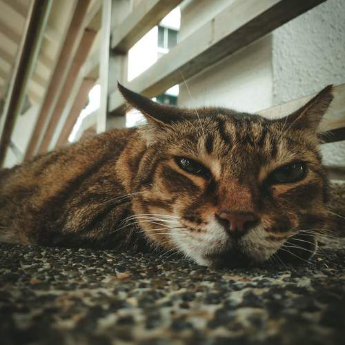 Chill cat