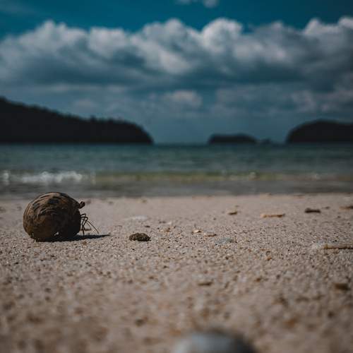 Hermit crab in the sands of langkawi