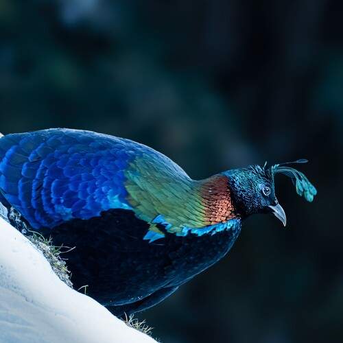 HIMALAYAN MONAL