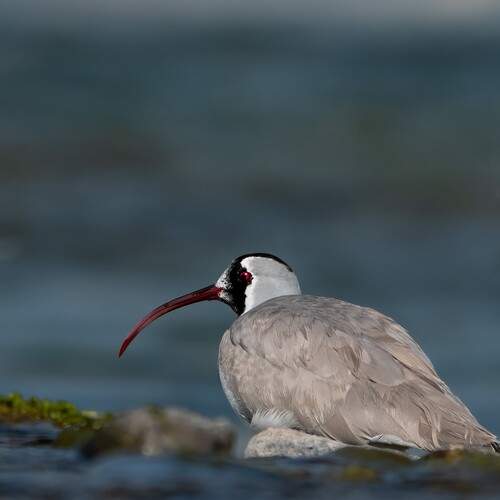 IBISBILL
