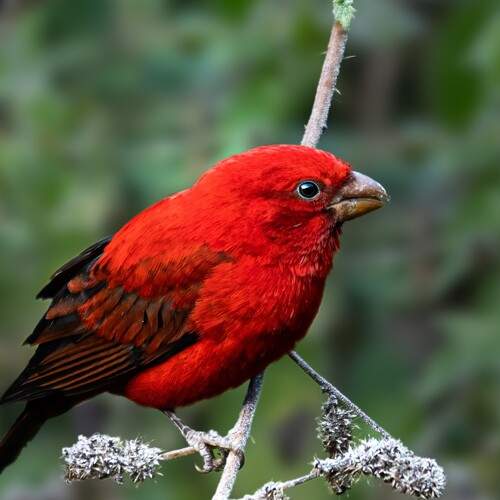 SCARLET FINCH