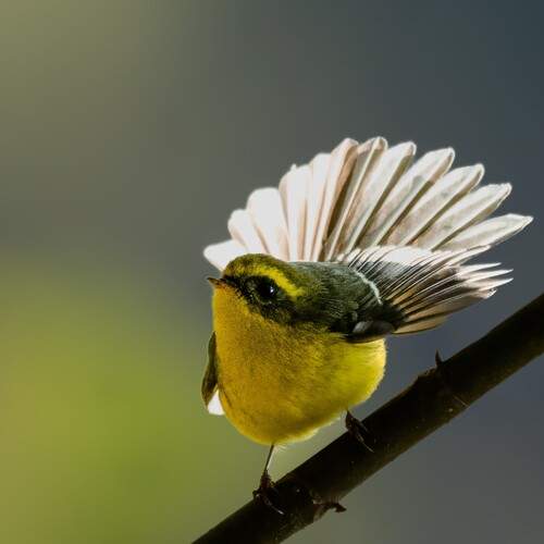 YELLOW BELLIED FANTAIL