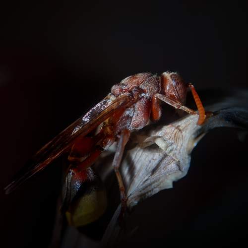Shadow Hunter: The Wasp’s Midnight Feast