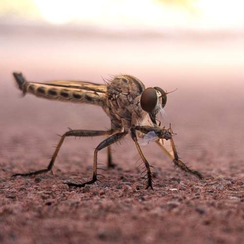 The Silent Assassin: Nature’s Perfect Predator in Action