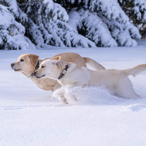 Photo #11971437