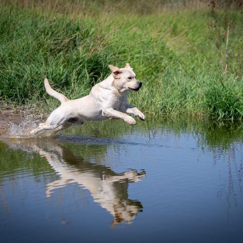 Photo #11971464