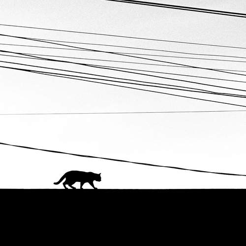 Photo #11971676