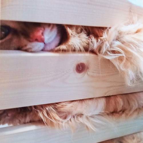 Photo #11971809