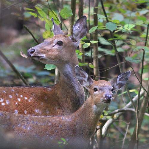 Photo #11972684