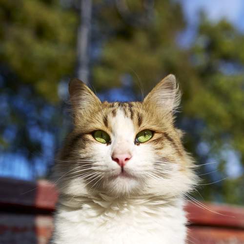 Photo #11973202