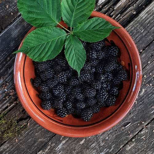 Photo #11973356