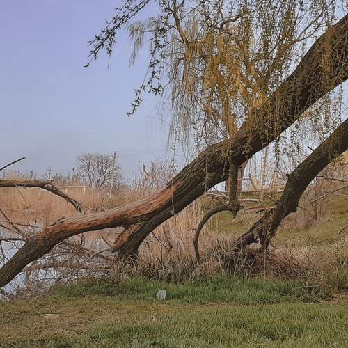 Photo #11973442