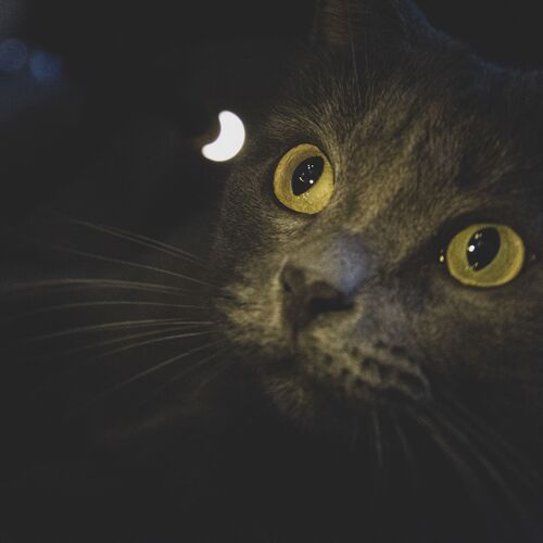 Photo #11974364