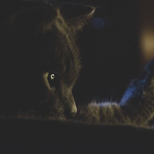 Photo #11974366