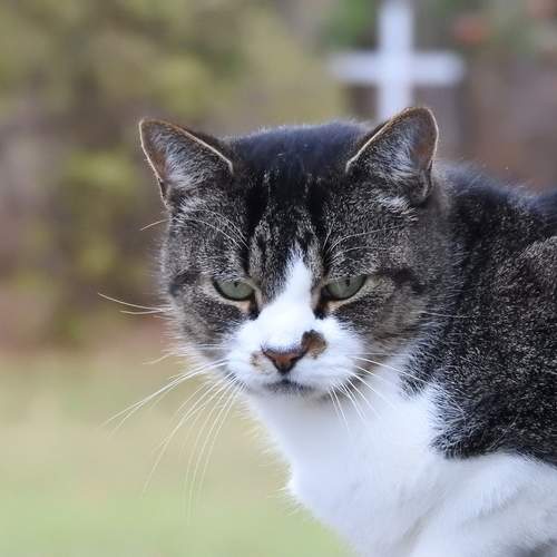 Photo #11974770