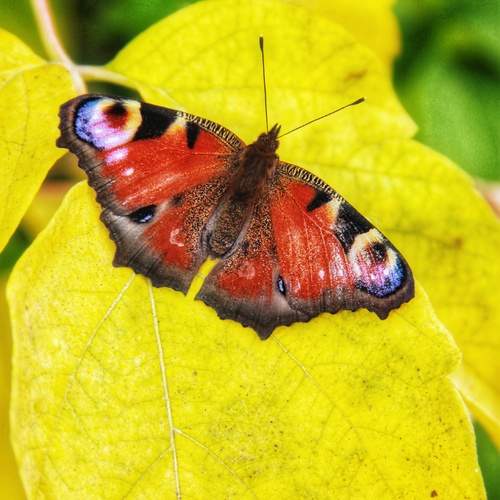 Photo #11975210