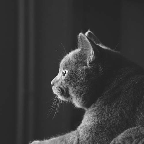 Photo #11975300