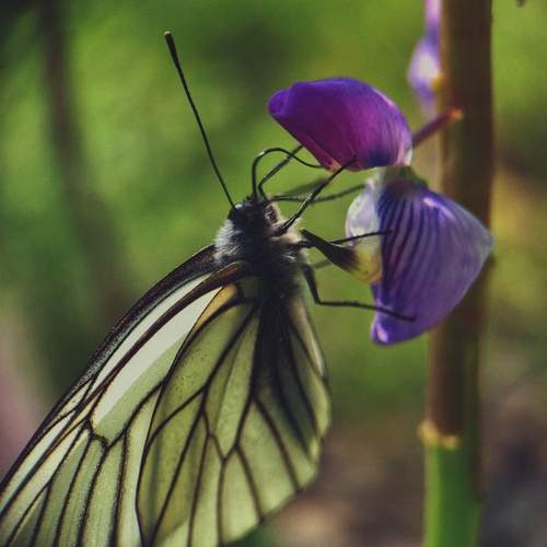 Photo #11975511