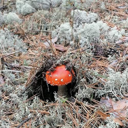 Photo #11976225