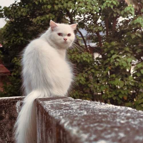 It's Bella Chao time.