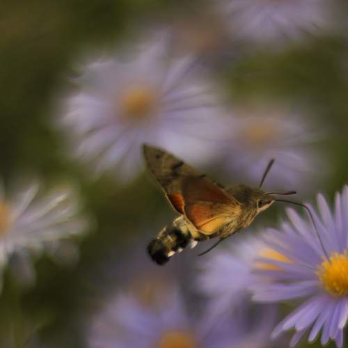 Photo #11976650