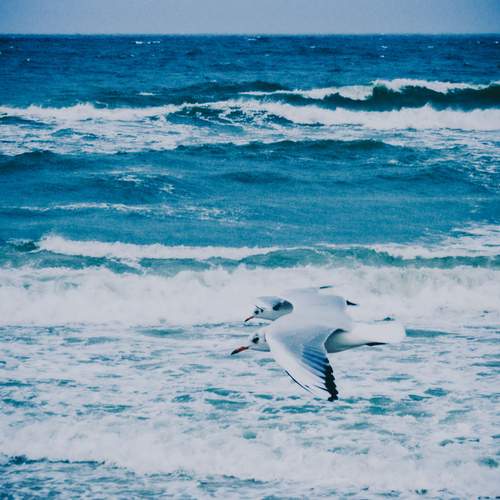 Photo #11977281
