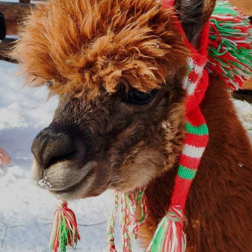 Photo #11977329