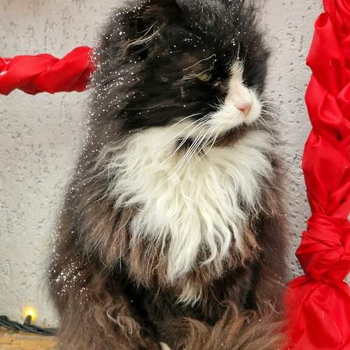 Photo #11977700