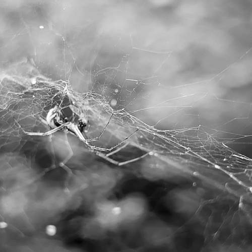 Photo #11977732