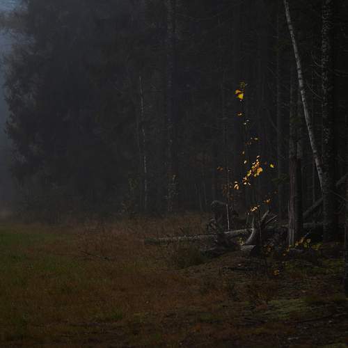 Фотография #11978387