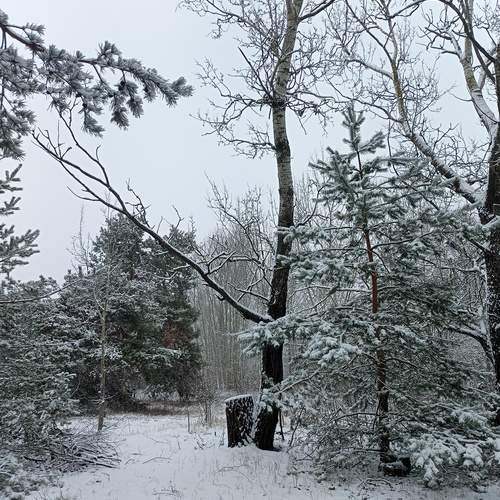 Photo #11978506
