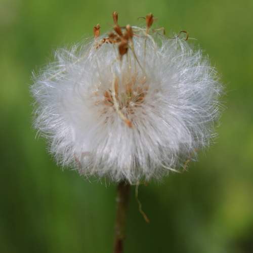 Photo #11981097