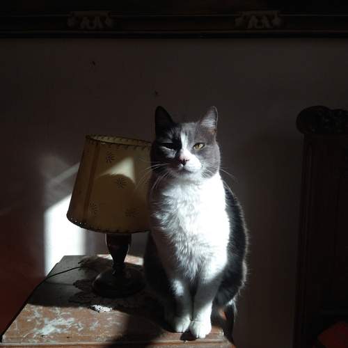 Photo #11981694
