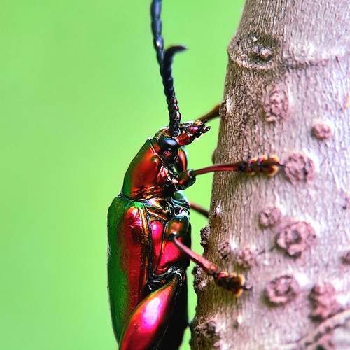 Frog legged beetle