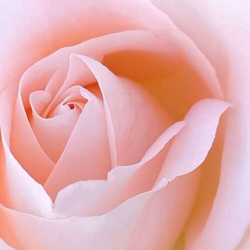 Rose Up