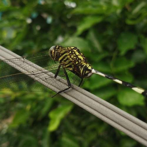 Photo #11982689