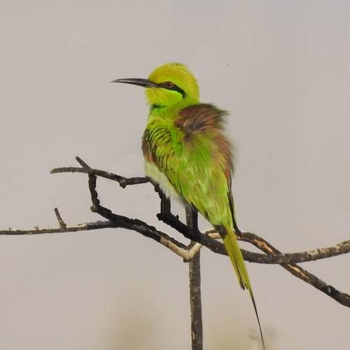 Photo #11982858