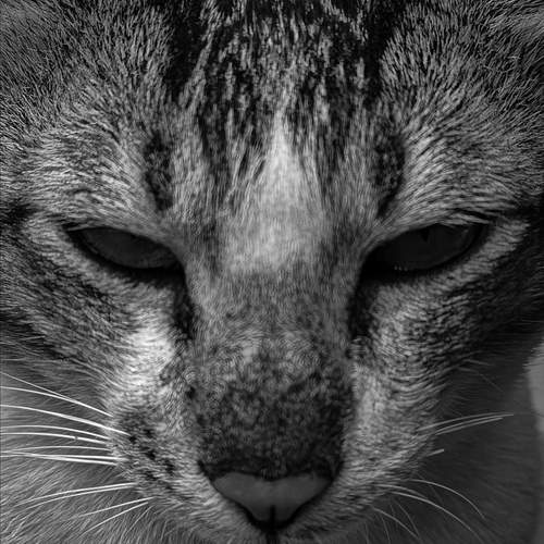 Photo #11983044