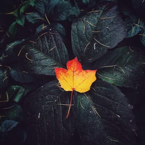 Photo #11983137