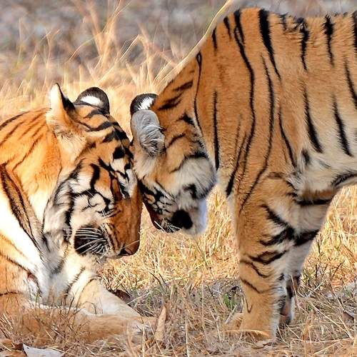 Фотография #11983553